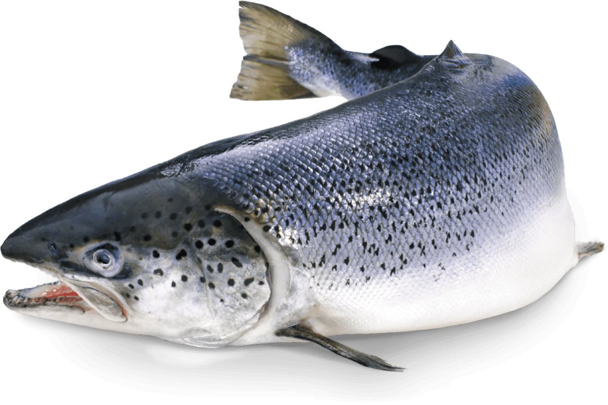 Рыбка зевает