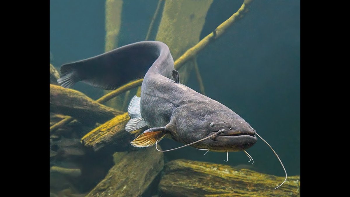 Лосось Salmo Salar.