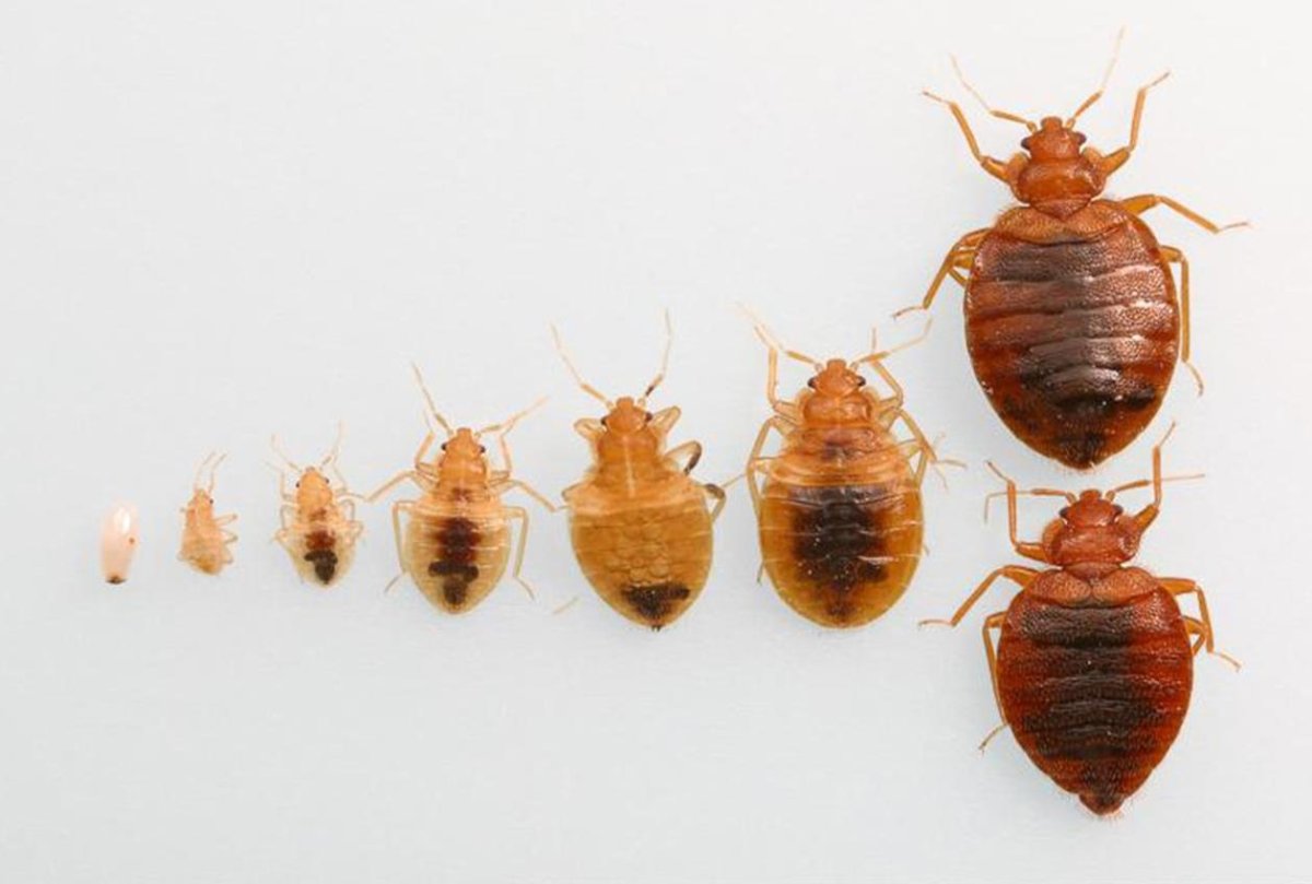 Клопы постельные (Cimicidae)