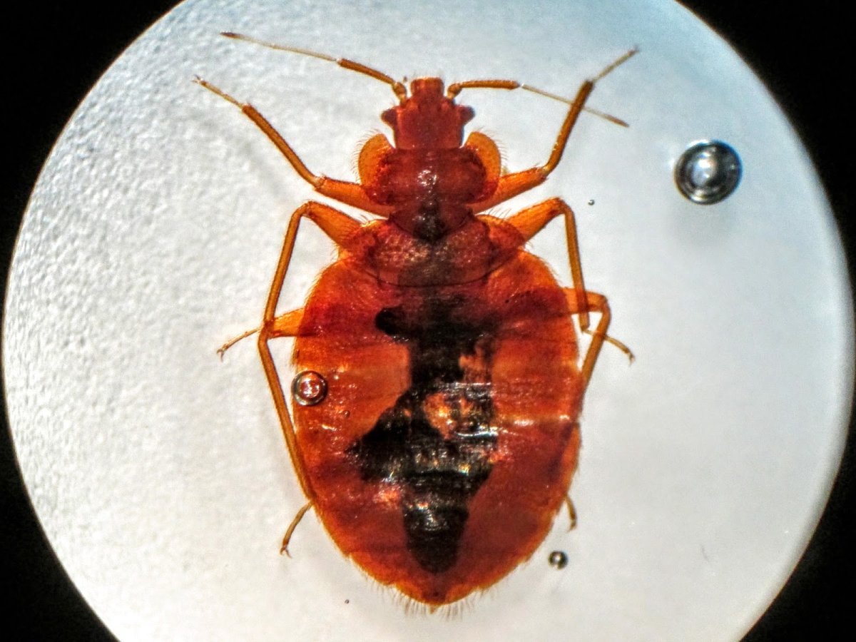 Cimex lectularius строение