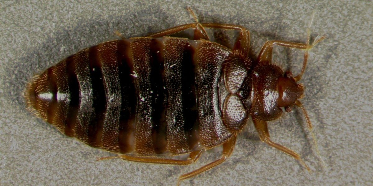 Тропические клопы в России