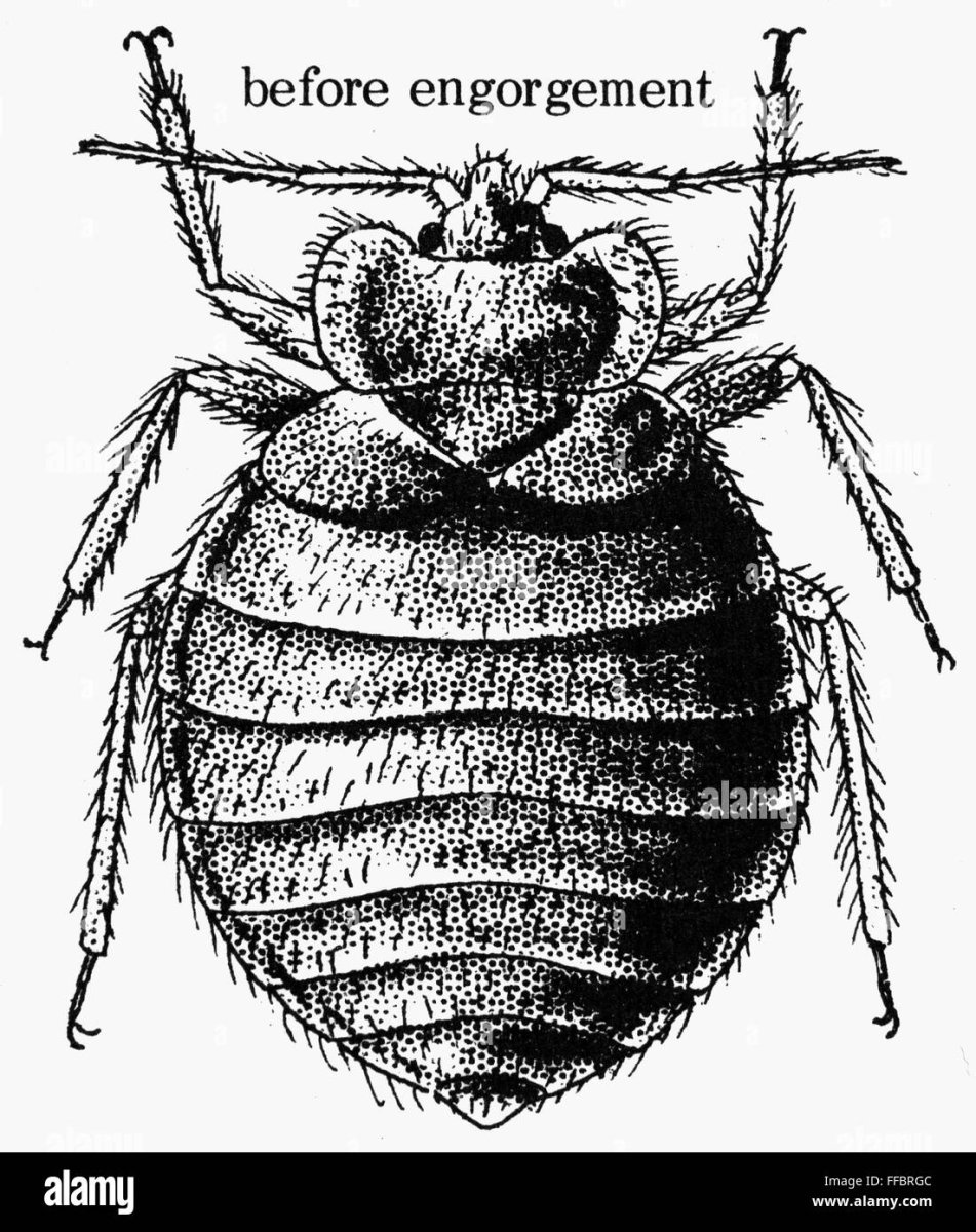 Различие между жуками и клопами