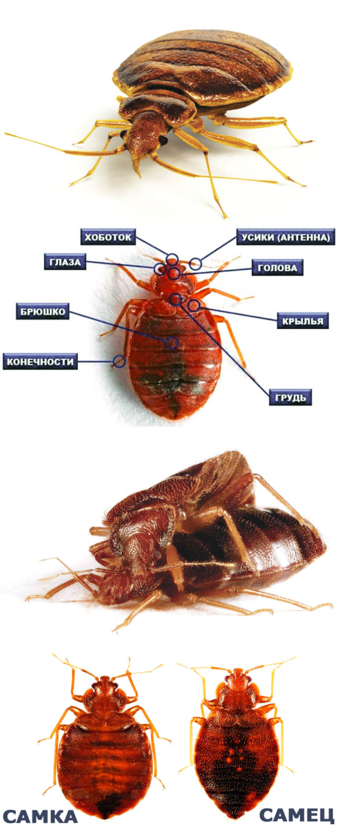 Постельный клоп куколка