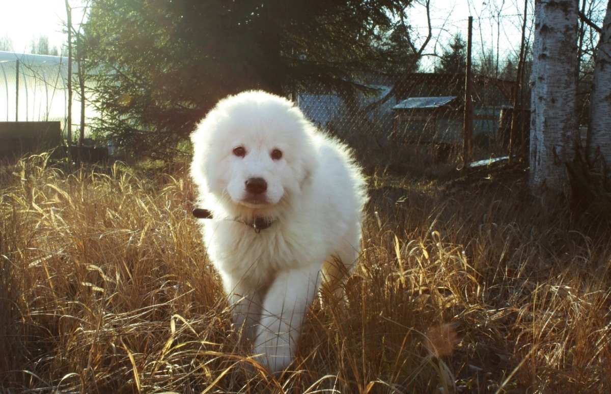 Маремма-абруццкая овчарка щенок 3 месяца