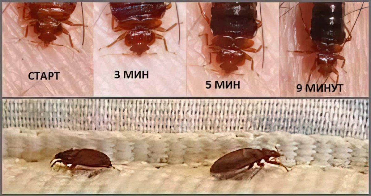 Цикл развития клопа схема