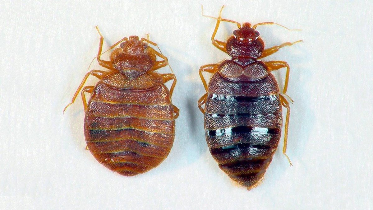 Личинки клопов солдатиков