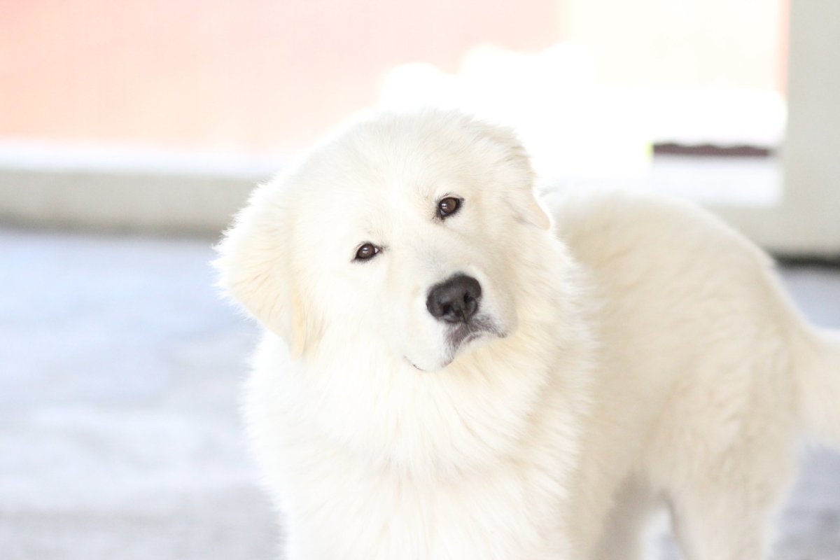 Стандарты Маремма абруццкая