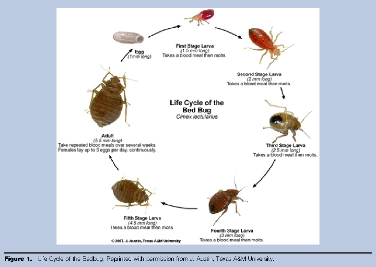 Изображение клопа