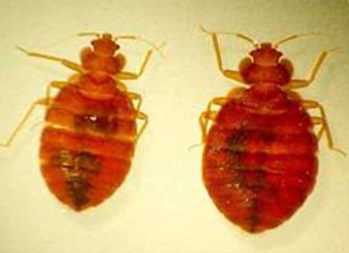 Маленькие красные клопы