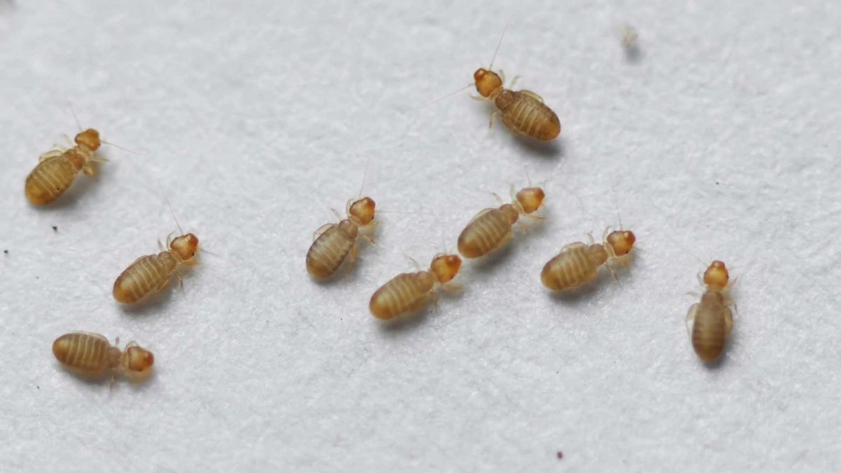 Рострум у насекомых