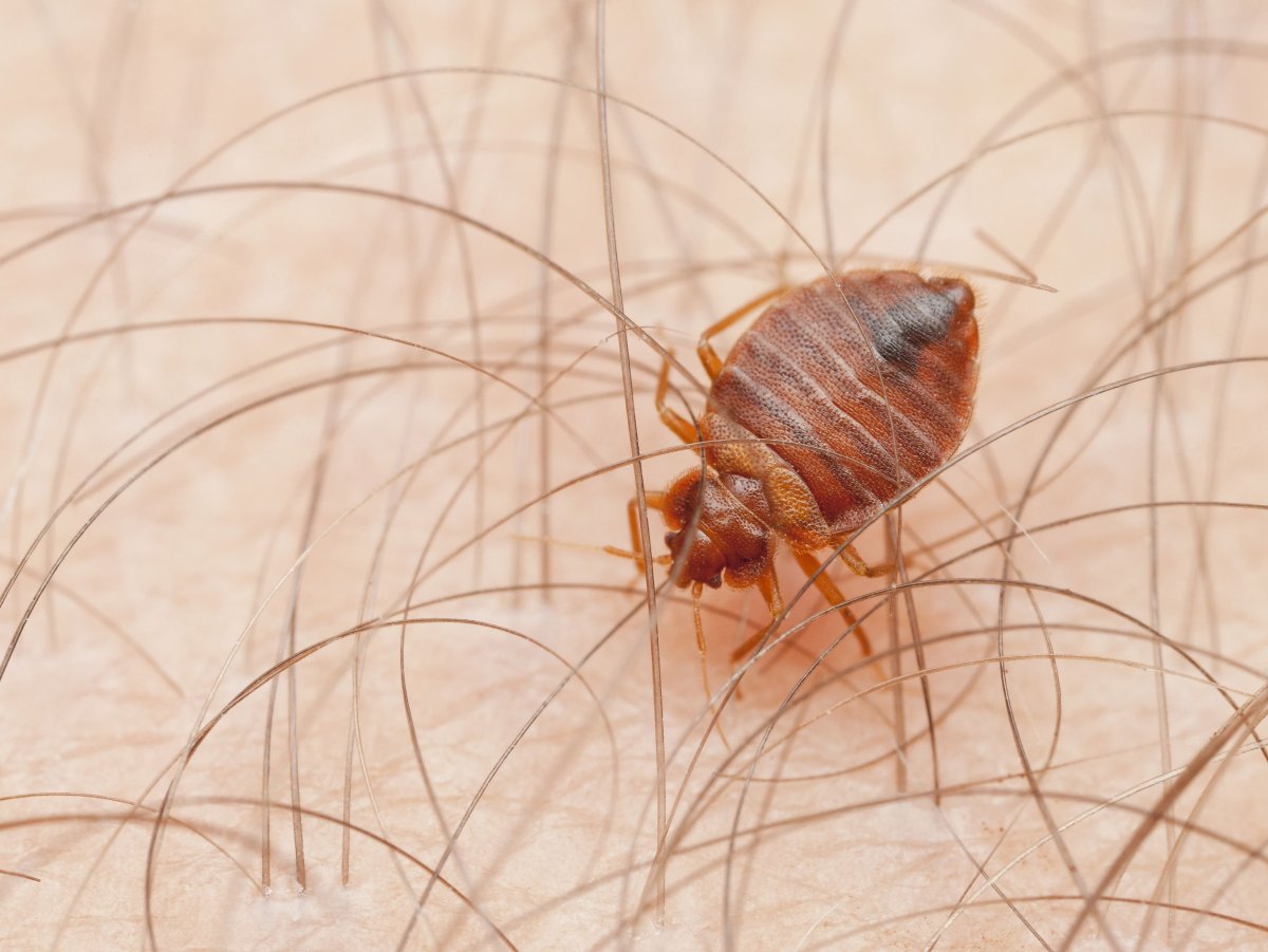 Личинка клопа постельного 1стадии