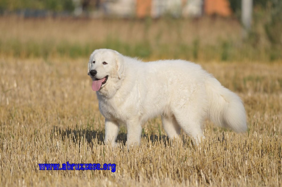 Мареммо-абруцкая овчарка силуэт