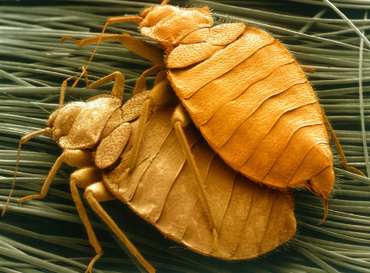 Постельный клоп (Cimex lectularius)