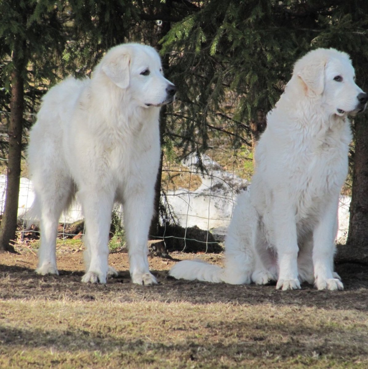 Маремма-абруццкая овчарка