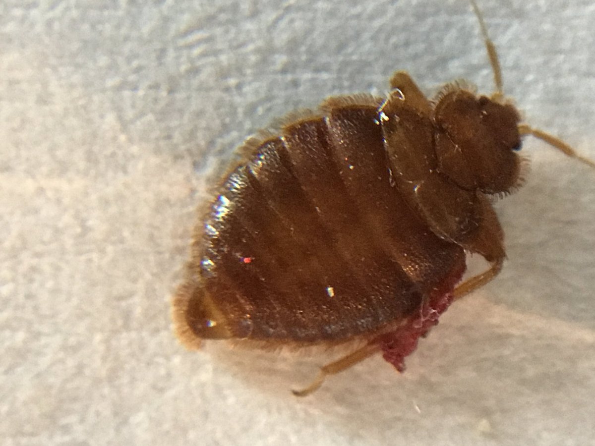 Cimex lectularius личинки