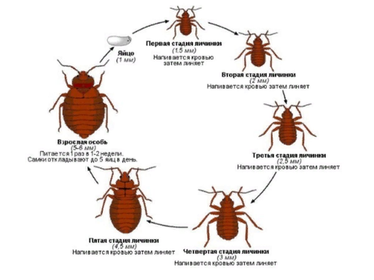 Постельный клоп личинка