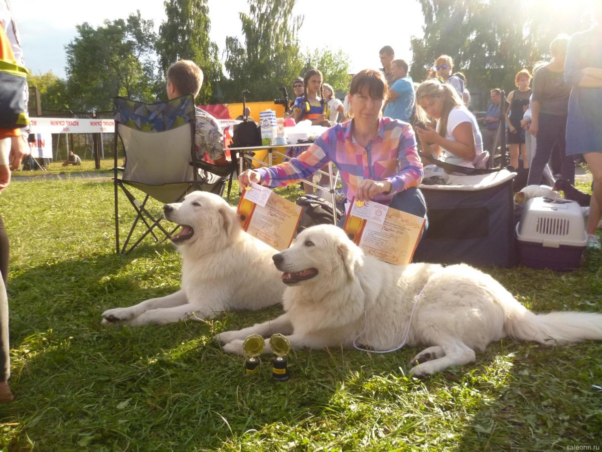 Пиренейская Горная собака щенки милые