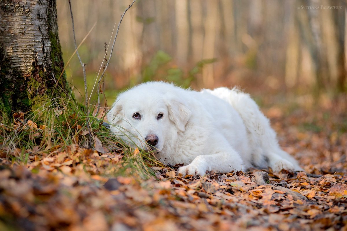 Пиренейская Горная овчарка