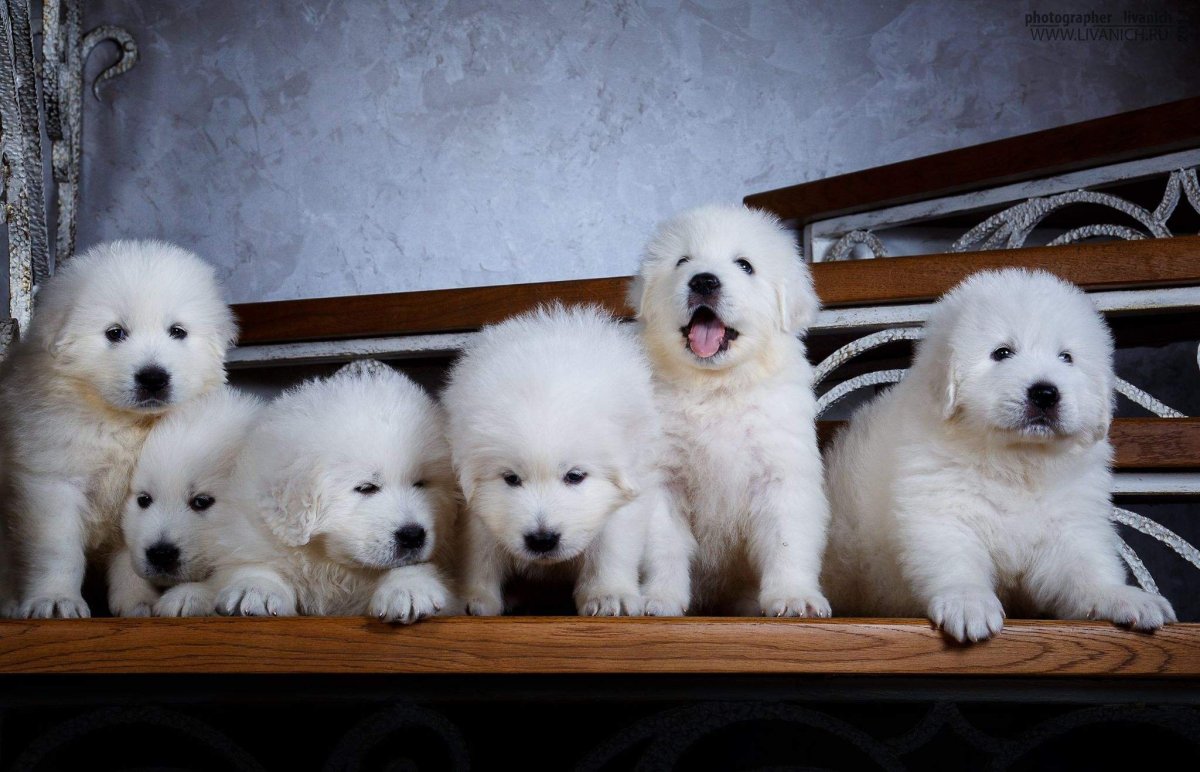 Маремма-абруццкая овчарка