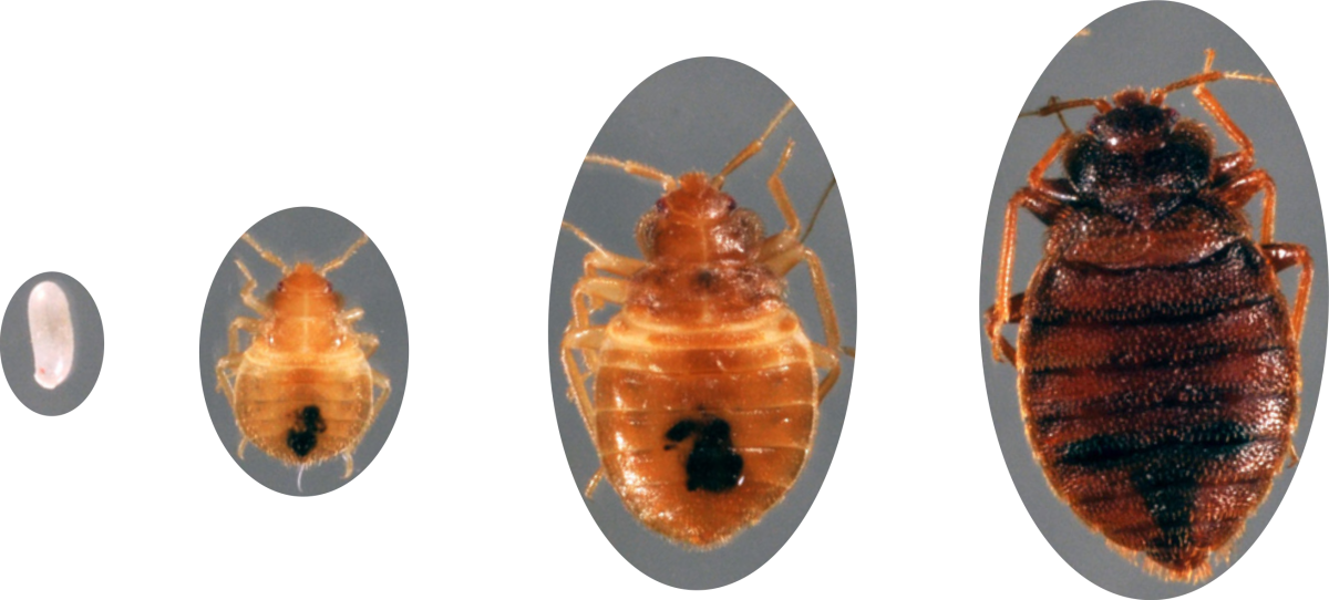 Постельный клоп (Cimex lectularius)