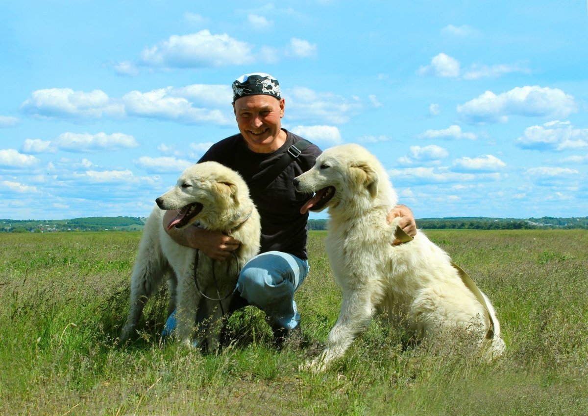 Маремма-абруццкая овчарка груминг