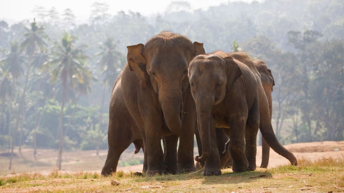 «Слоны в индийских джунглях» Ватагин
