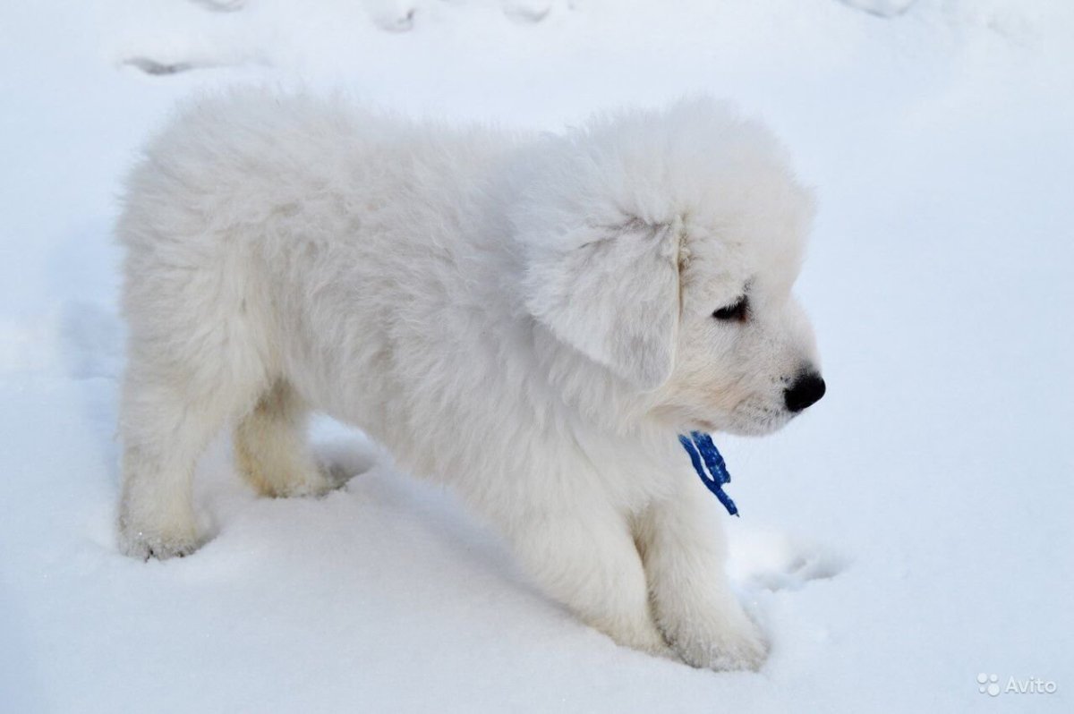 Маремма-абруццкая овчарка 5 месяцев