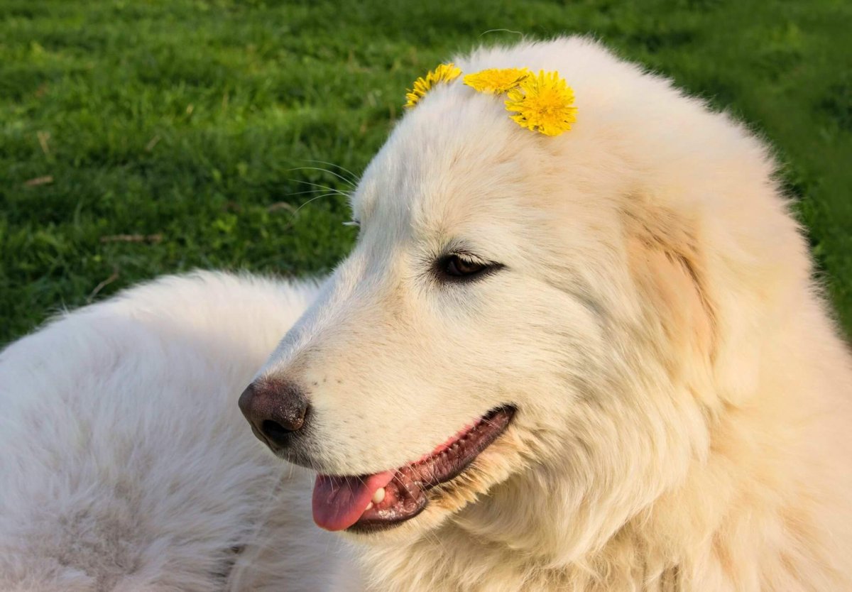 Собака маремма абруццкая