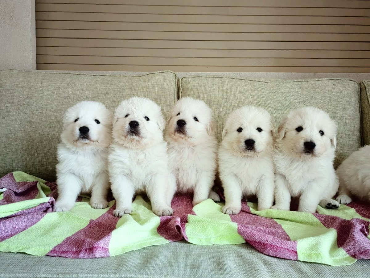 Маремма-абруццкая овчарка