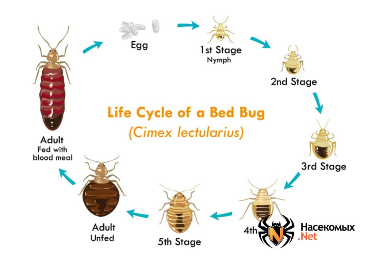 Самка постельного клопа