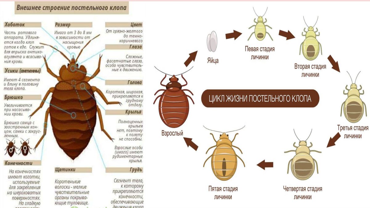 Внешнее строение постельного клопа