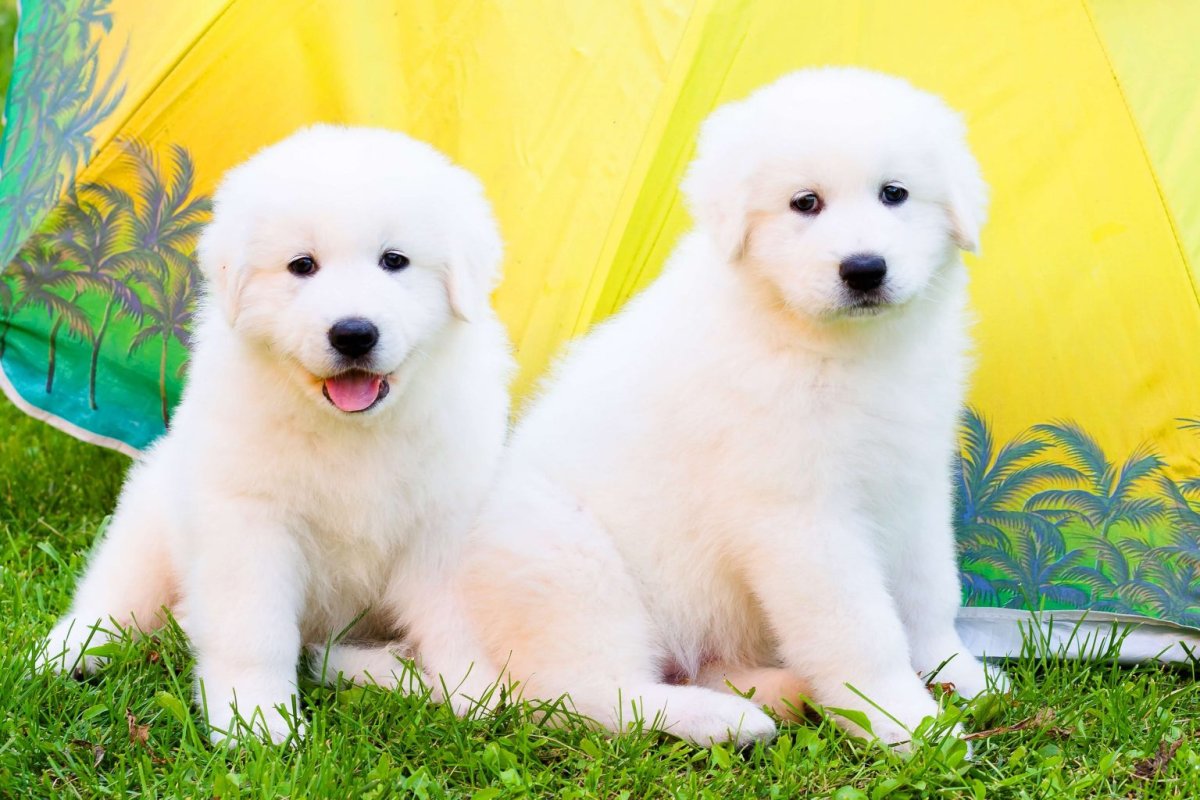 Маремма-абруццкая овчарка питомник