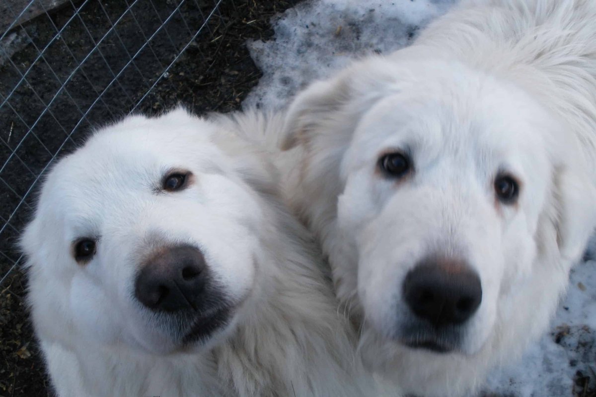 Мареммо абруцкая овчарка