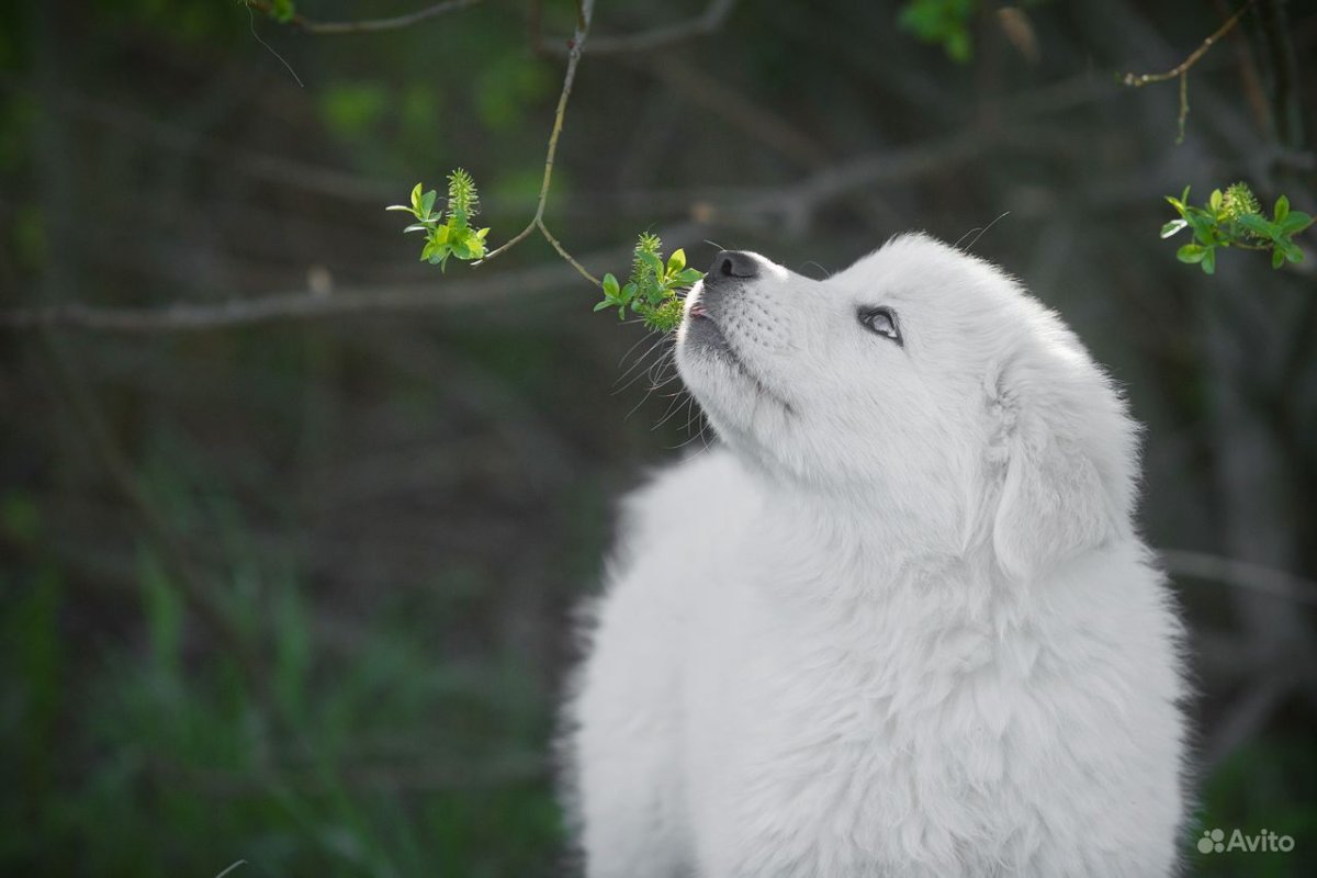 Венгерский кувас