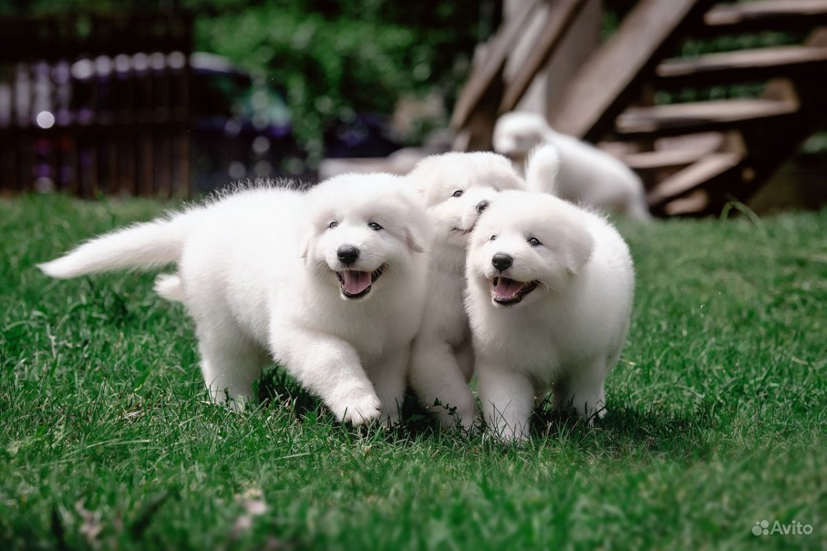 Щеночкек мареммо абруцкая