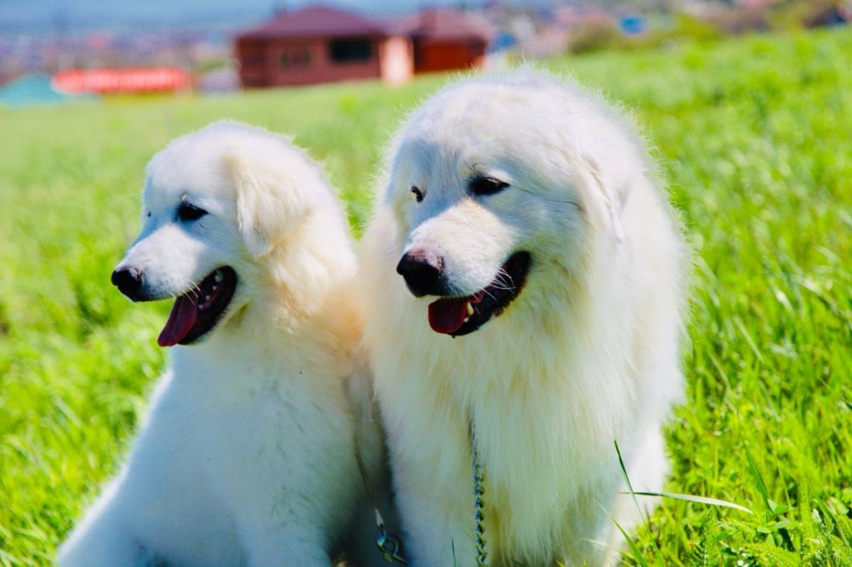 Вольеры для собак маремм