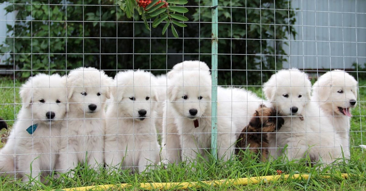 Мареммо-абруццкая овчарка рост в холке