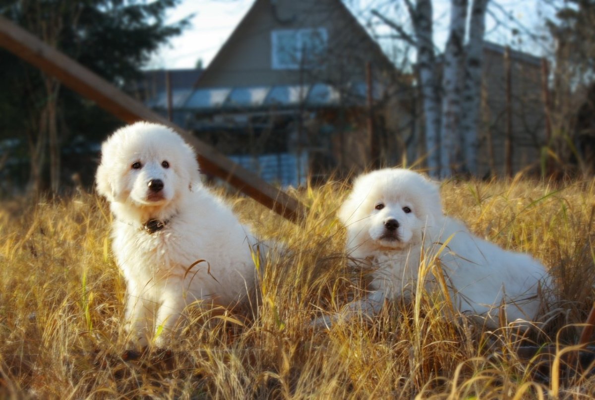 Собака зевает вместе с хозяином