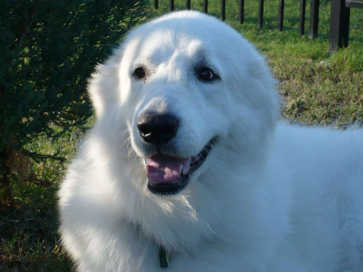 Горная перене Пиренейская собака