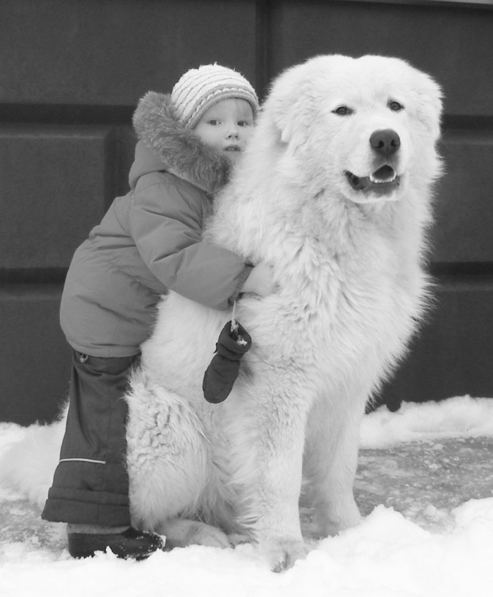 Маремма-абруццкая овчарка с человеком