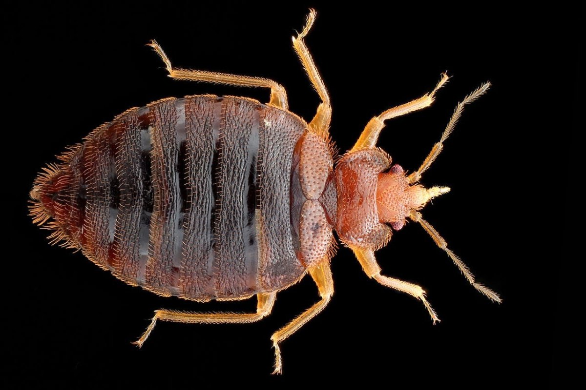 Плоский клоп