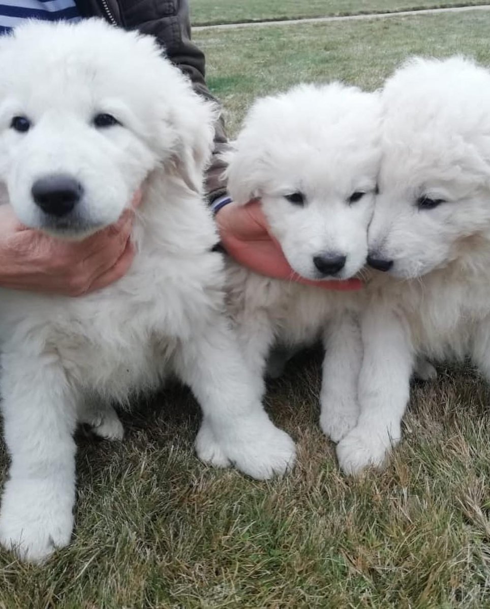 Маремма абруццкая ская овчарка