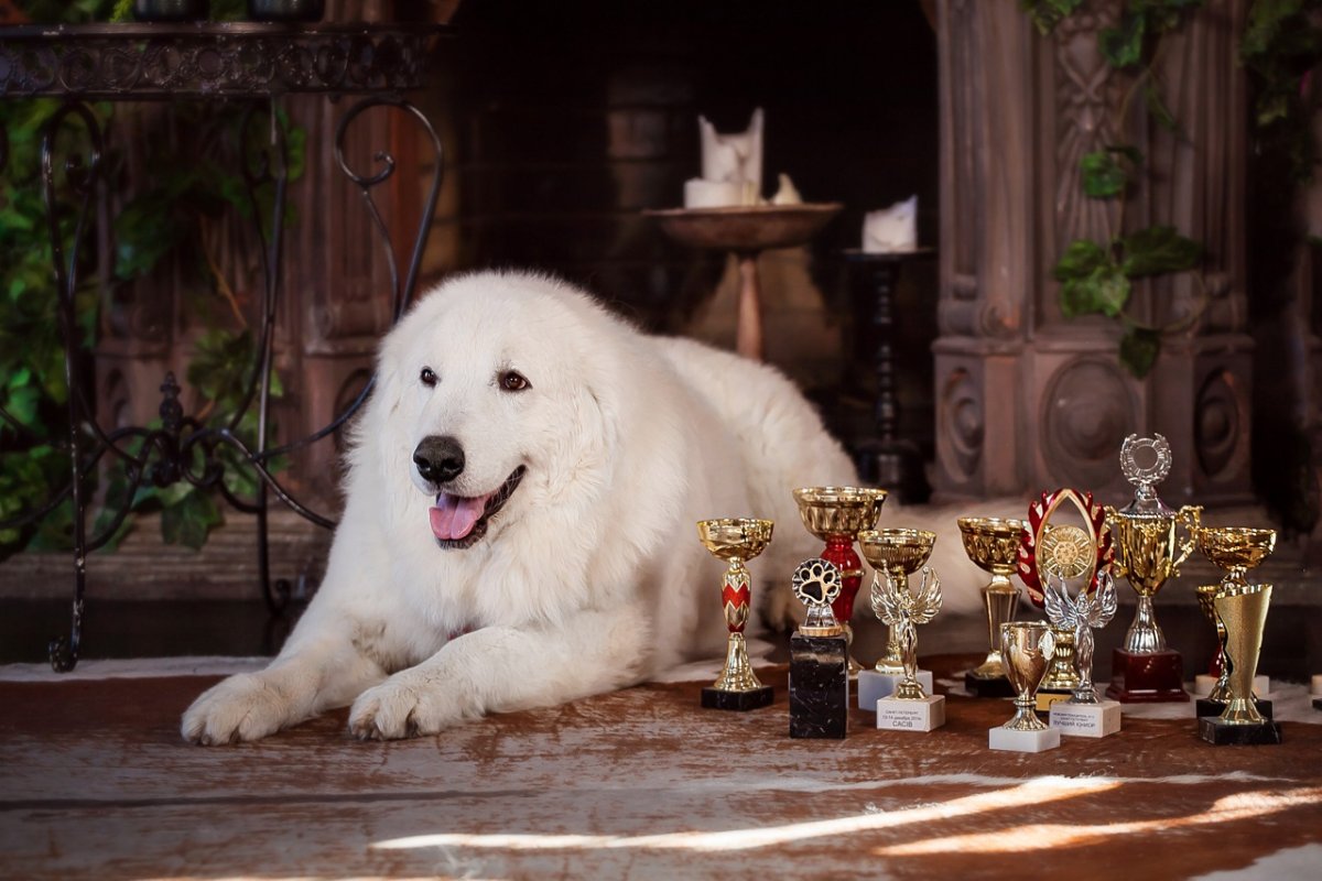 Маремма-абруццкая овчарка