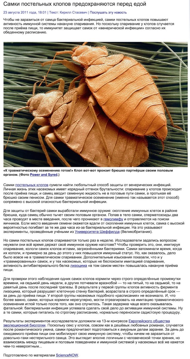 Характеристика постельных клопов