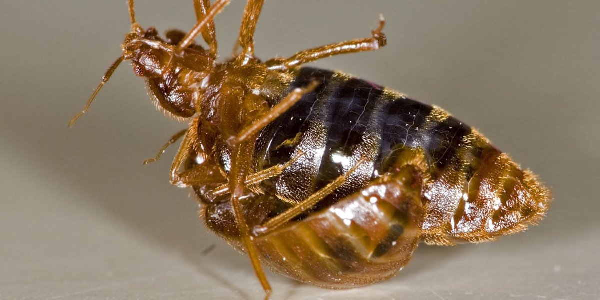 Постельный клоп личинка