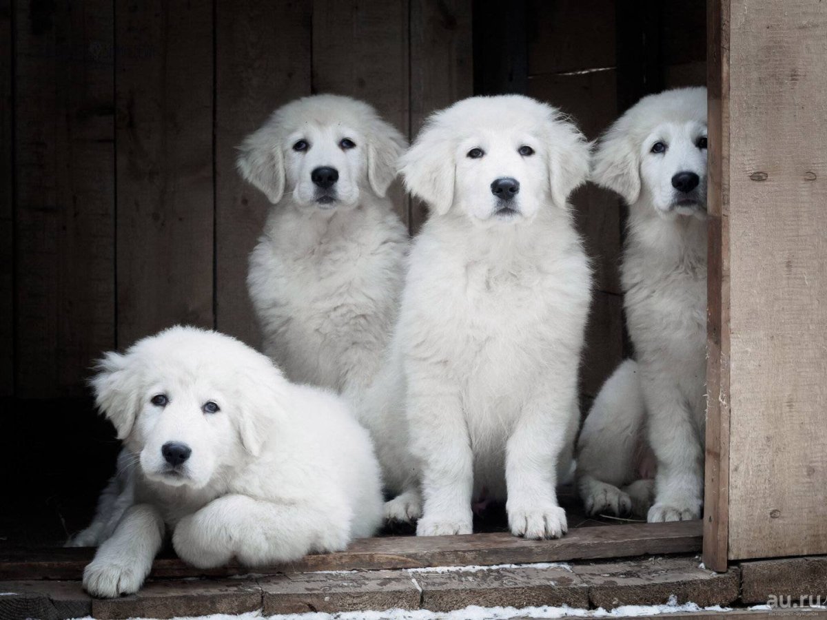 Маремма-абруццкая овчарка