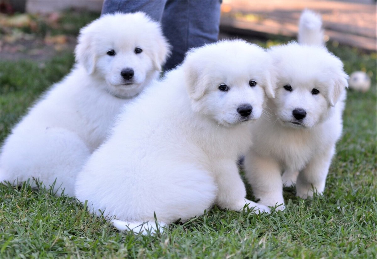 Маремма лежит на спине