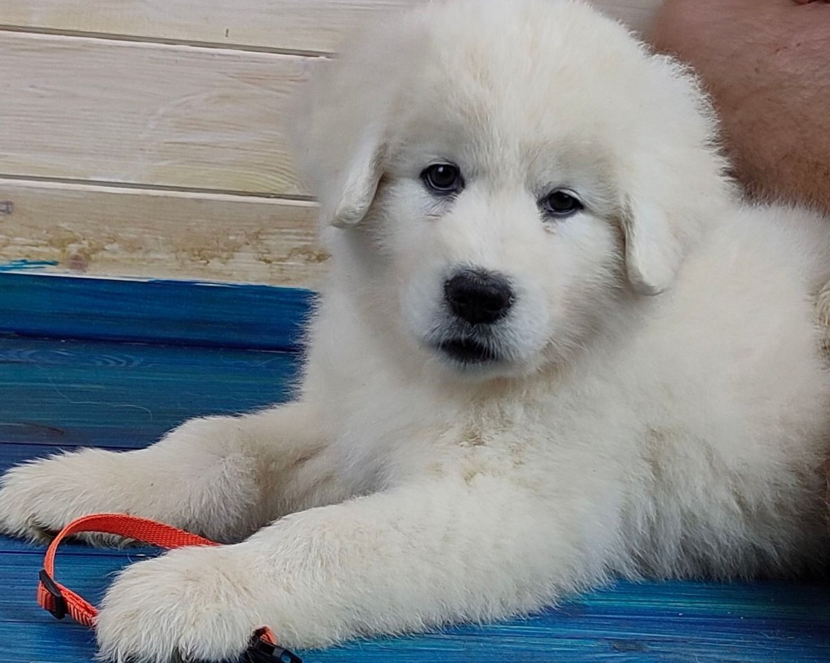 Мареммо-абруцкая овчарка (Маремма)