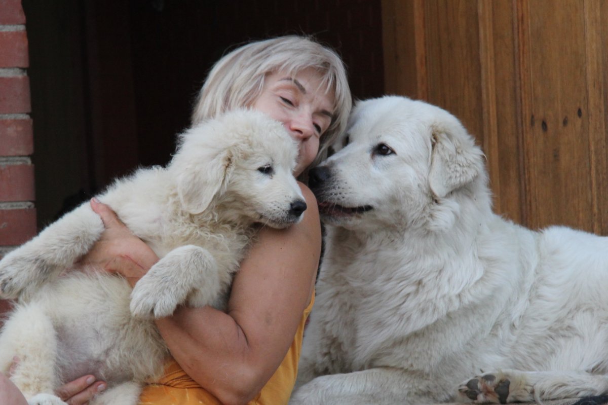 Итальянская овчарка Маремма абруццкая овчарка