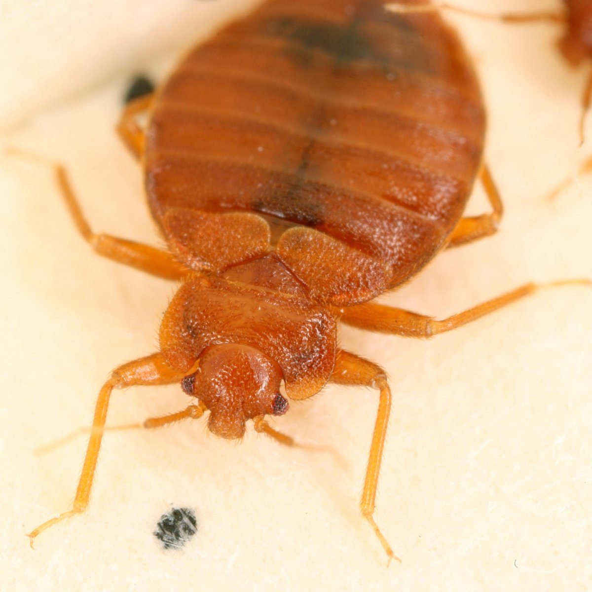 Самые опасные насекомые